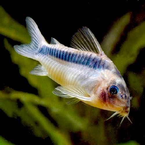 Corydoras rabauti   Pantsermeerval M